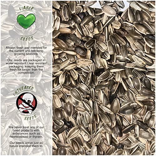 Seed Needs, Dwarf Sunspot Sunflower Seeds For Planting (Helianthus Annuus) Heirloom & Open Pollinated - Grows 2 Feet Tall (1 Pack) #TOP2