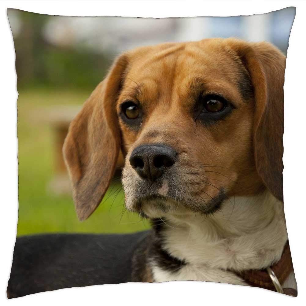 Throw Pillow Cover (16x16 inch) - Dog Animal Bigel Doggy Pet Beast Coat Snout