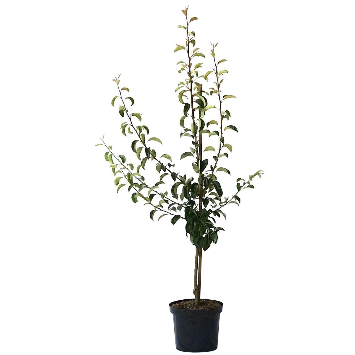 Birnenbaum Novemberbirne, Novembra robuste Spätherbst- Birne, Buschbaum im 10 Liter Topf, Quitte A