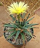 Leuchtenbergia principis, exótica del cactus semillas raras planta suculenta 10 semillas