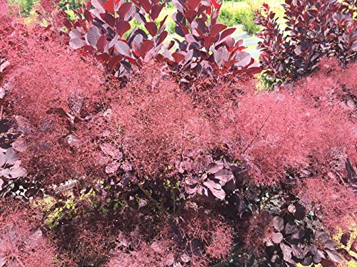 Winecraft Black Smokebush (Cotinus) Live Shrub, Rich Purple To Orange Foliage, 4.5 In. Quart #TOP4