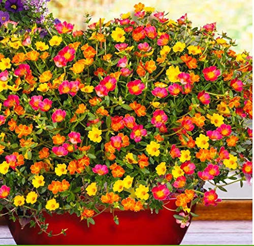 【ᐅᐅ】09/2020 Portulakröschen Samen • Die aktuell besten Modelle im Vergleich