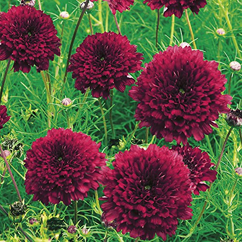 M-Tech Gardens Rare Cosmos " Double Click " Exotic 30 Seeds for Growing