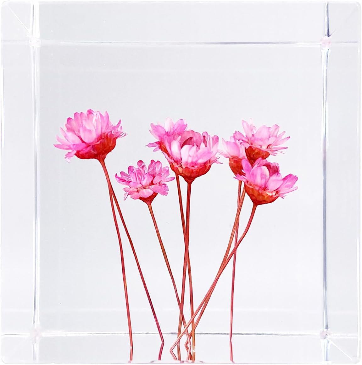 Acrylic Cube Paperweight with Decorative 3D Preserved Flowers, 1.97'' Cube 7.0 oz, Pink Real Starflowers (Resembles Daisy), Aesthetic Desk Shelf Decor and Good Luck Gift for Her