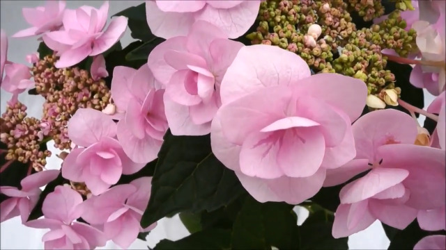 Amazon.co.jp: Sakamoto Gardening Master Hydrangea Mother's Day