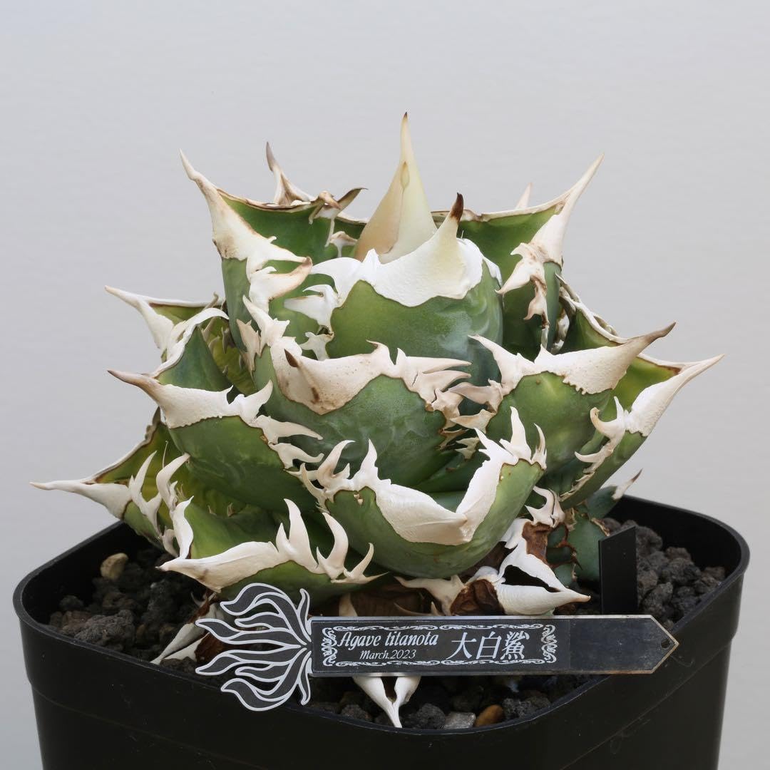 Agave titanota 大白鯊（ホホジロザメ）子株 親株写真あり 未発根② Amazon.co.jp: Agave titanota 大白鯊（ホホジロザメ）子株 親株写真