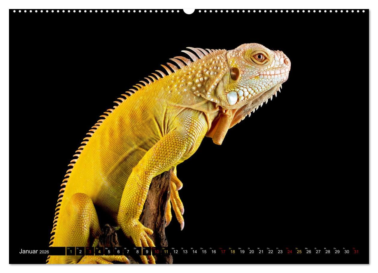 Kleine Drachen - Echsen (hochwertiger Premium Wandkalender 2026 DIN A2 quer), Kunstdruck in Hochglanz: Eine Welt voller Magie (CALVENDO Tiere)