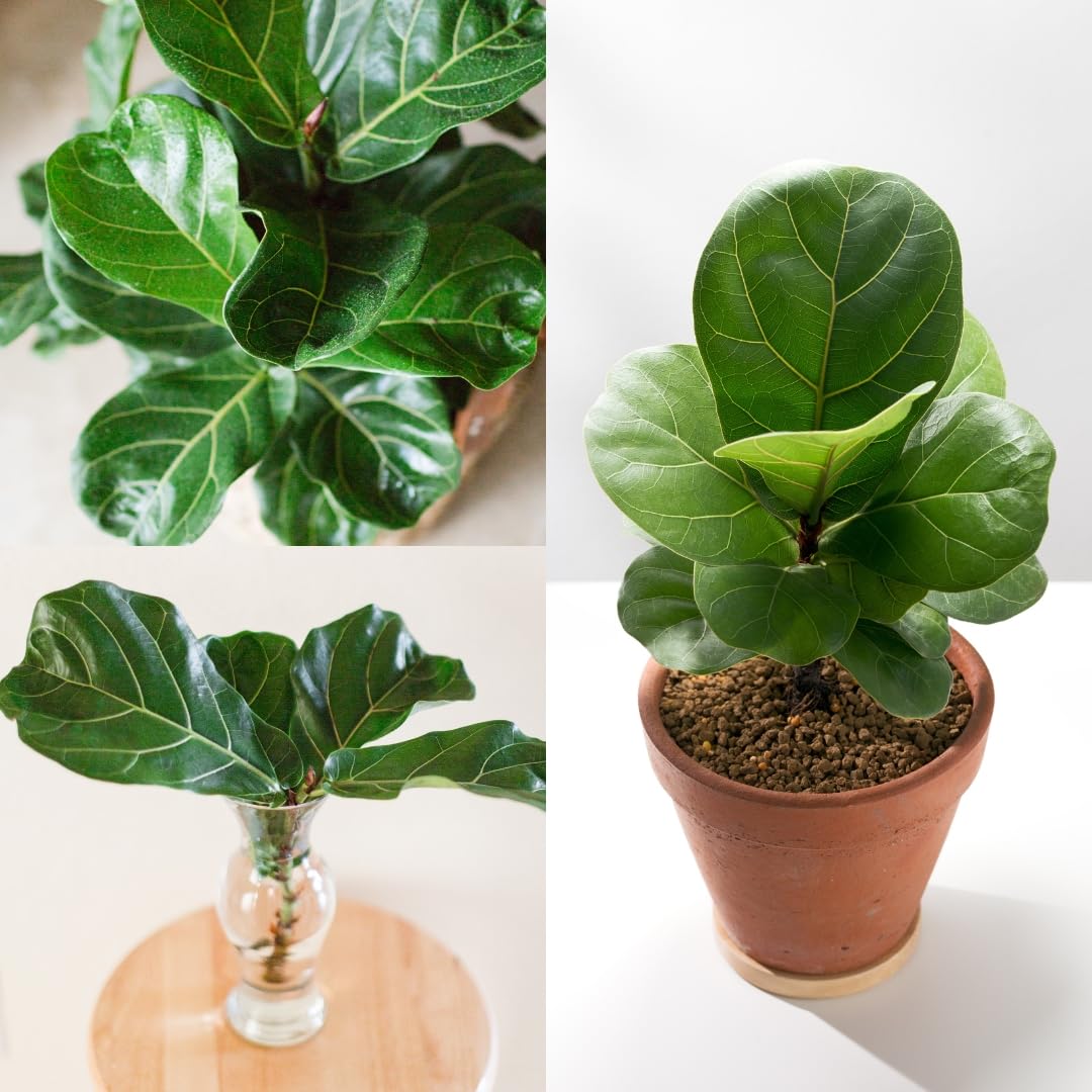 ibains Big Size Fiddle Leaf Fig Plant (Ficus lyrata) Bambino Natural Live Indoor Plant | Premium Ornamental Plants | Air-Purifying, Easy-Care & Lush Green Foliage | Height 1.5 Ft- 3 Ft - Pack Of 1