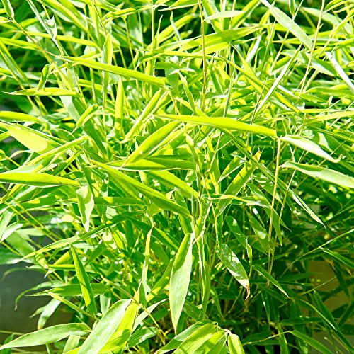Fountain Bamboo - Fargesia Rufa | Vigorous Hardy Evergreen Bamboo Plant | Unique Live Screening Plant Suitable for containers | 14cm Pot