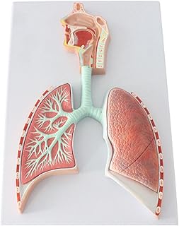 Human Respiratory System Anatomical Model Lung Anatomical Respiratory System Relief Model Alveolar Enlarged Anatomical Model