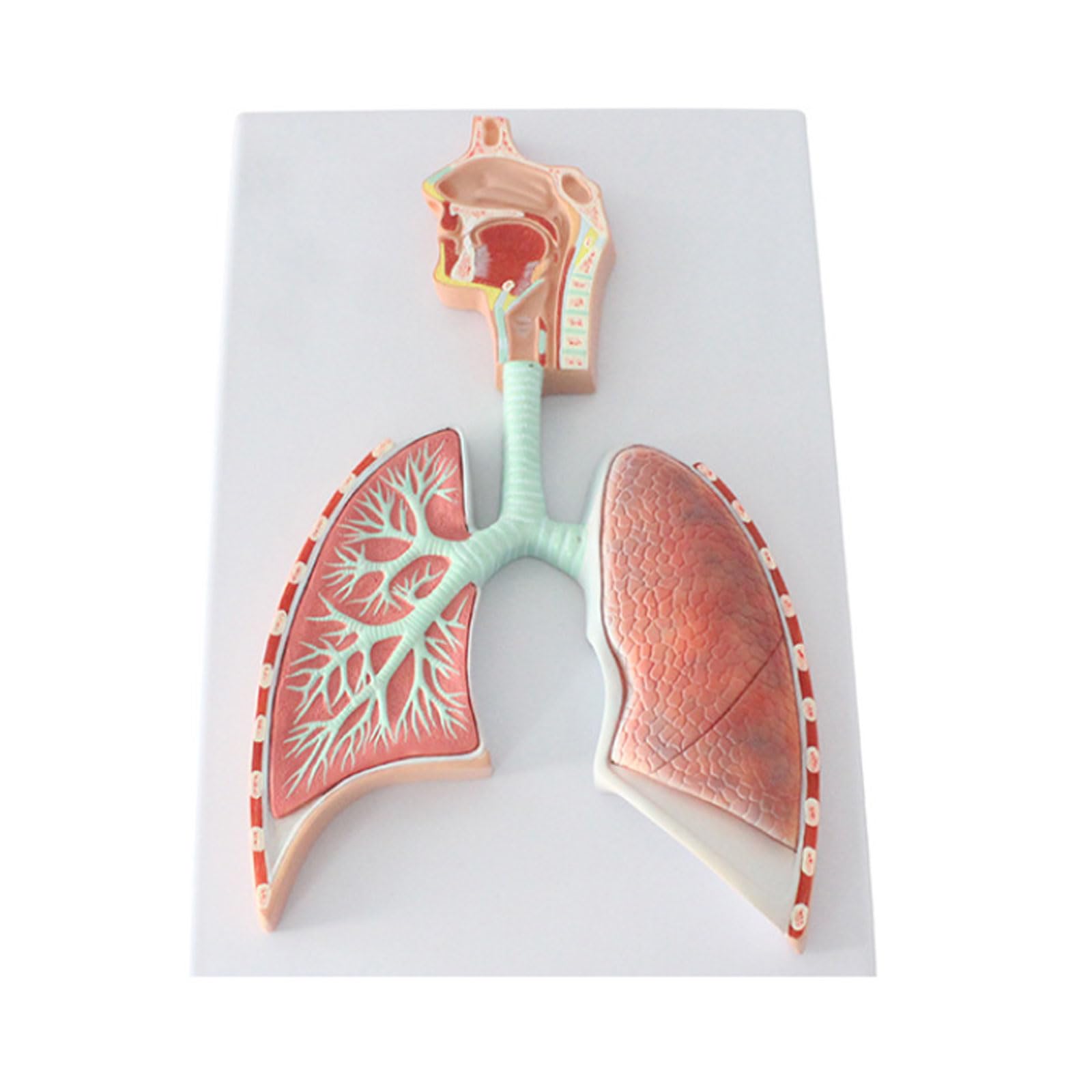 Respiratory System Relief Modelrespiratory System Anatomical Model