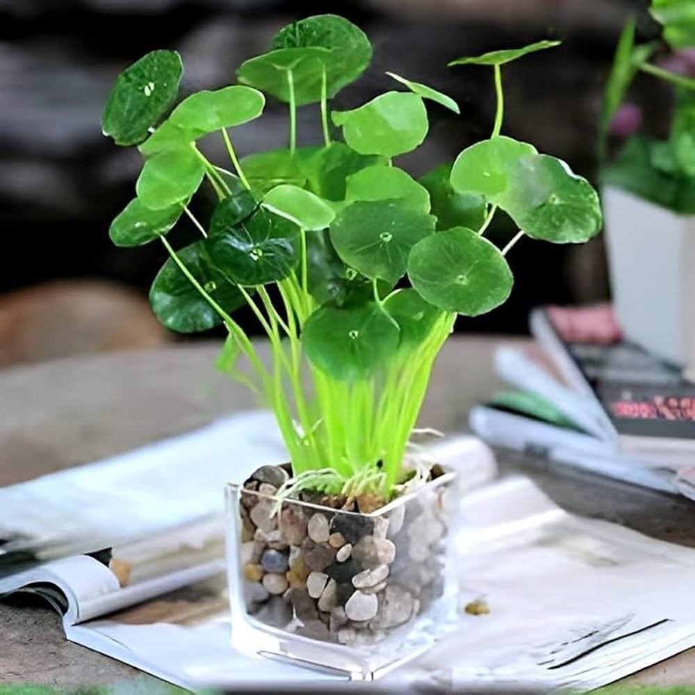 Chinese money plant for office,Fresh Healthy, Easy to Grow || 8 Inches, for Indoors or Outdoors || Pack of 1 healthy live plant (B0D67B2V1P) Amazon Price History, Amazon Price Tracker