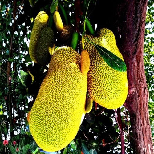 1 Year Old Jackfruit Tree Live Plant in Pot, 8-14' in Tall, Yellow Sweet Jackfruit Tropical Fruit Trees for Outdoor Planting