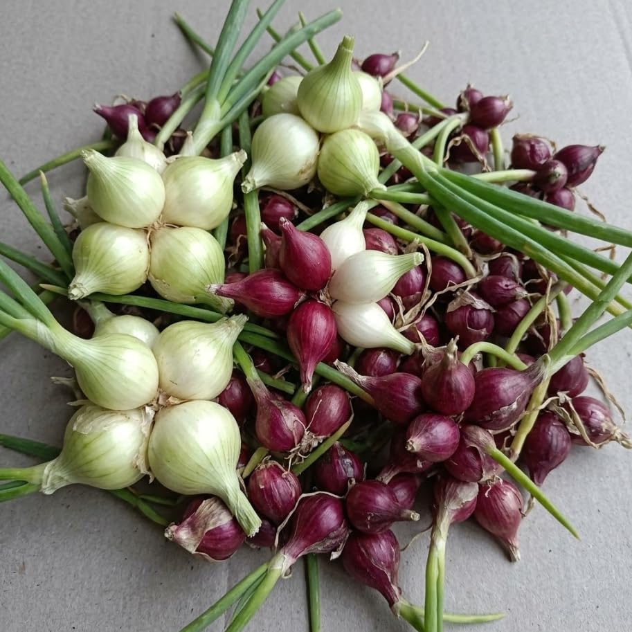 6 Red Egyptian Walking Onions Bulbs for Planting Topsetting Onions Bulbils Bulblets