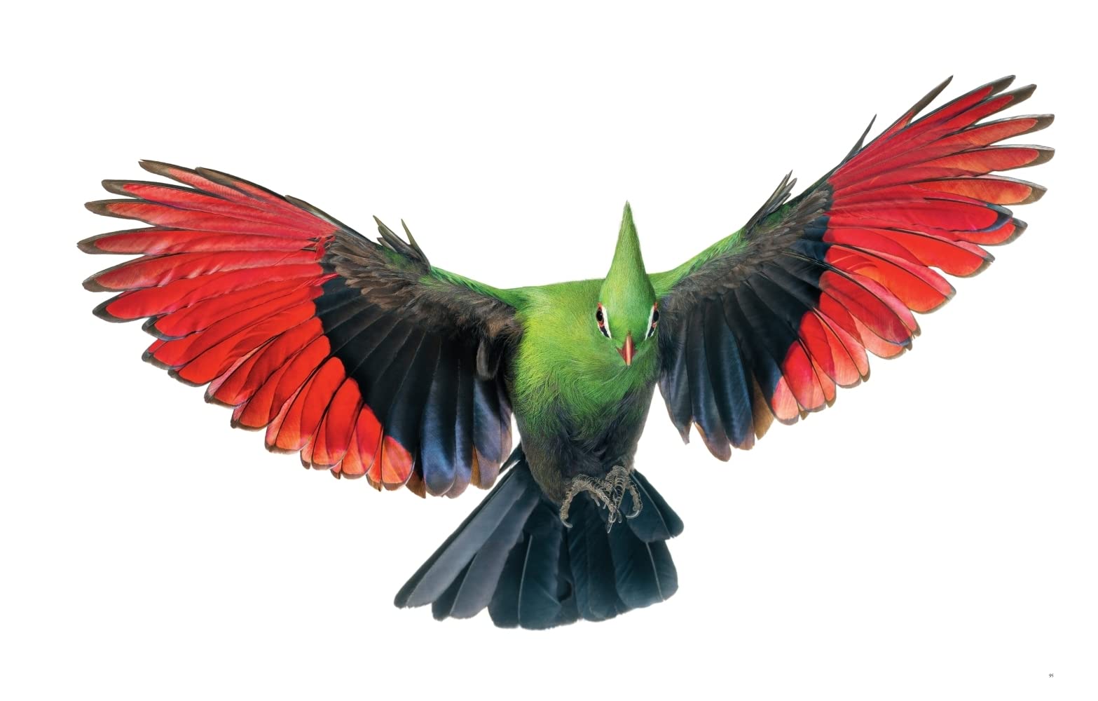 Vögel: Eine fotografische Liebeserklärung in Porträts. Foto-Bildband Vögel der Welt. Wissensbuch des Jahres 2022