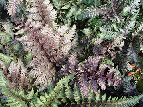 Athyrium nipponicum 'Pictum' (Japanese Painted Fern) Fern, #1 - Size Container Athyrium nipponicum 'Pictum' (Japanese Painted Fern) Fern, #1 - Size Container