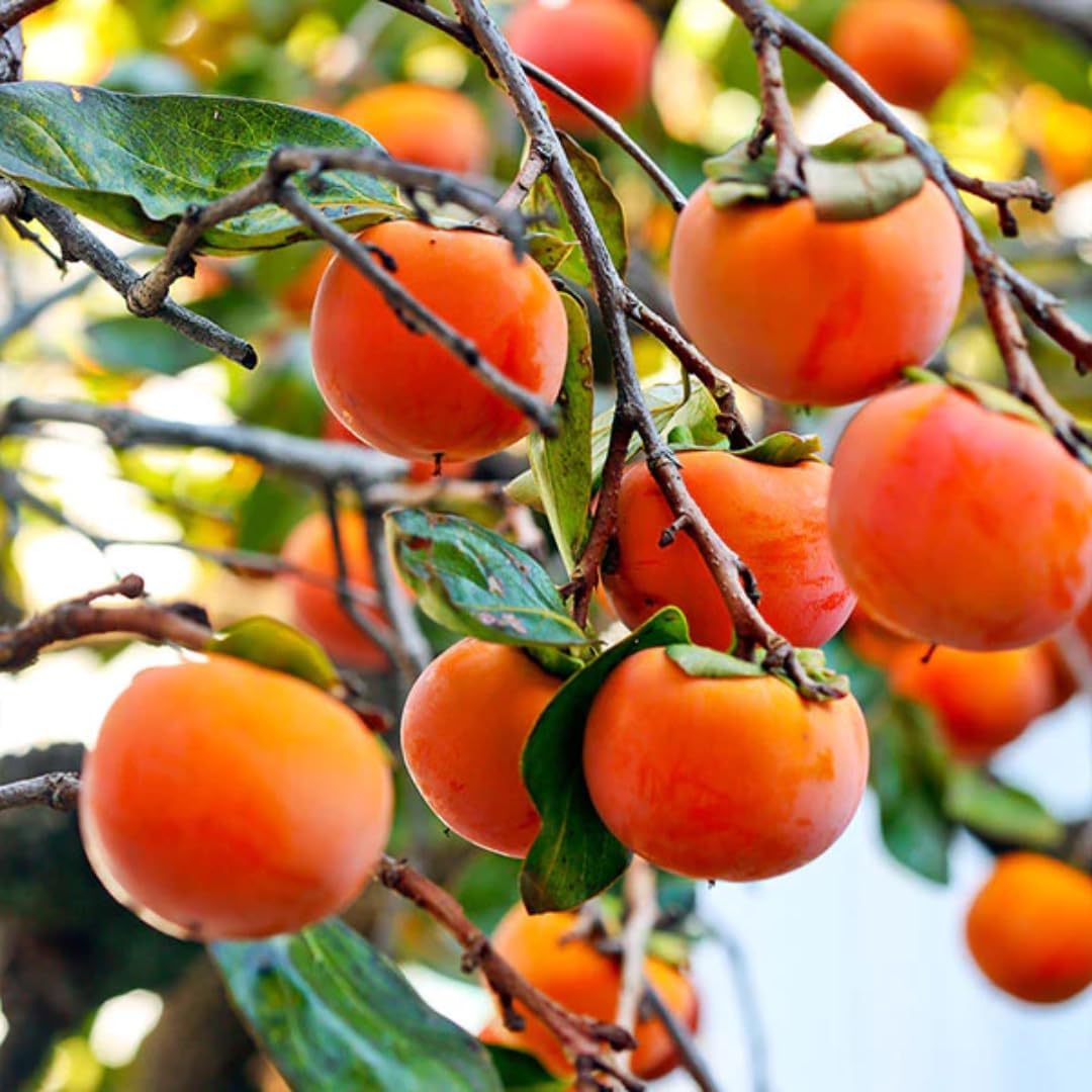 Pack 4 Seedlings of Persimmon Trees Live Plants Dormant, High Yield, 6-12" in Tall, Well Rooted and Bare Root, Cold Hardy American Persimmon