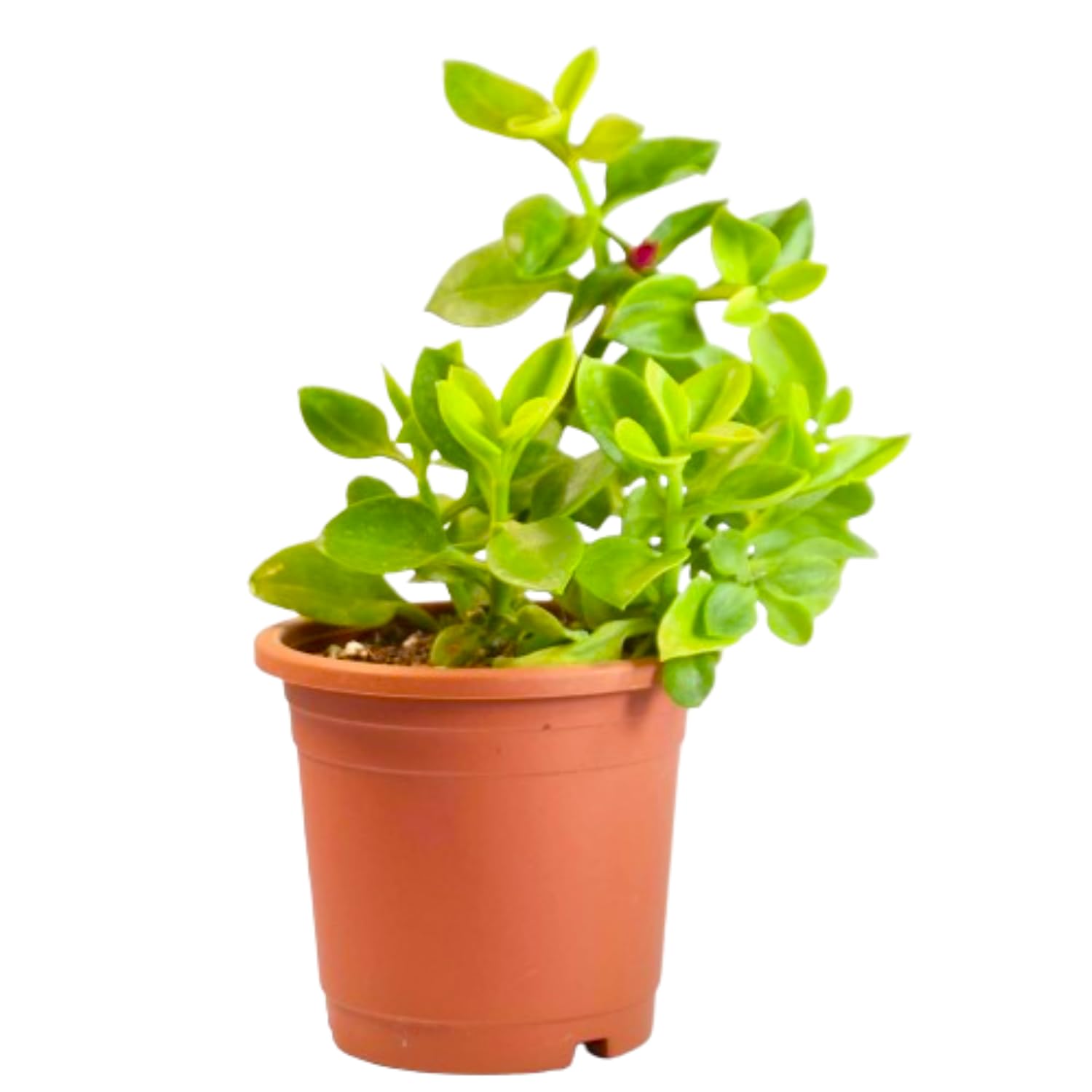 India Gardening Baby Sun Rose | Aptina Cordifolia | Heart Leaf Ice Plant By India Gardening (B09RW7NP5Y) Amazon Price History, Amazon Price Tracker