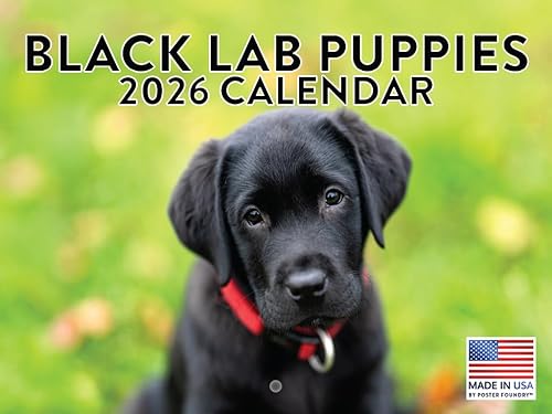 Vista 437 de Calendario Goldendoodle 2026 Golden Doodle mensual de pared calendario de 12 meses Fabricado en Estados Unidos