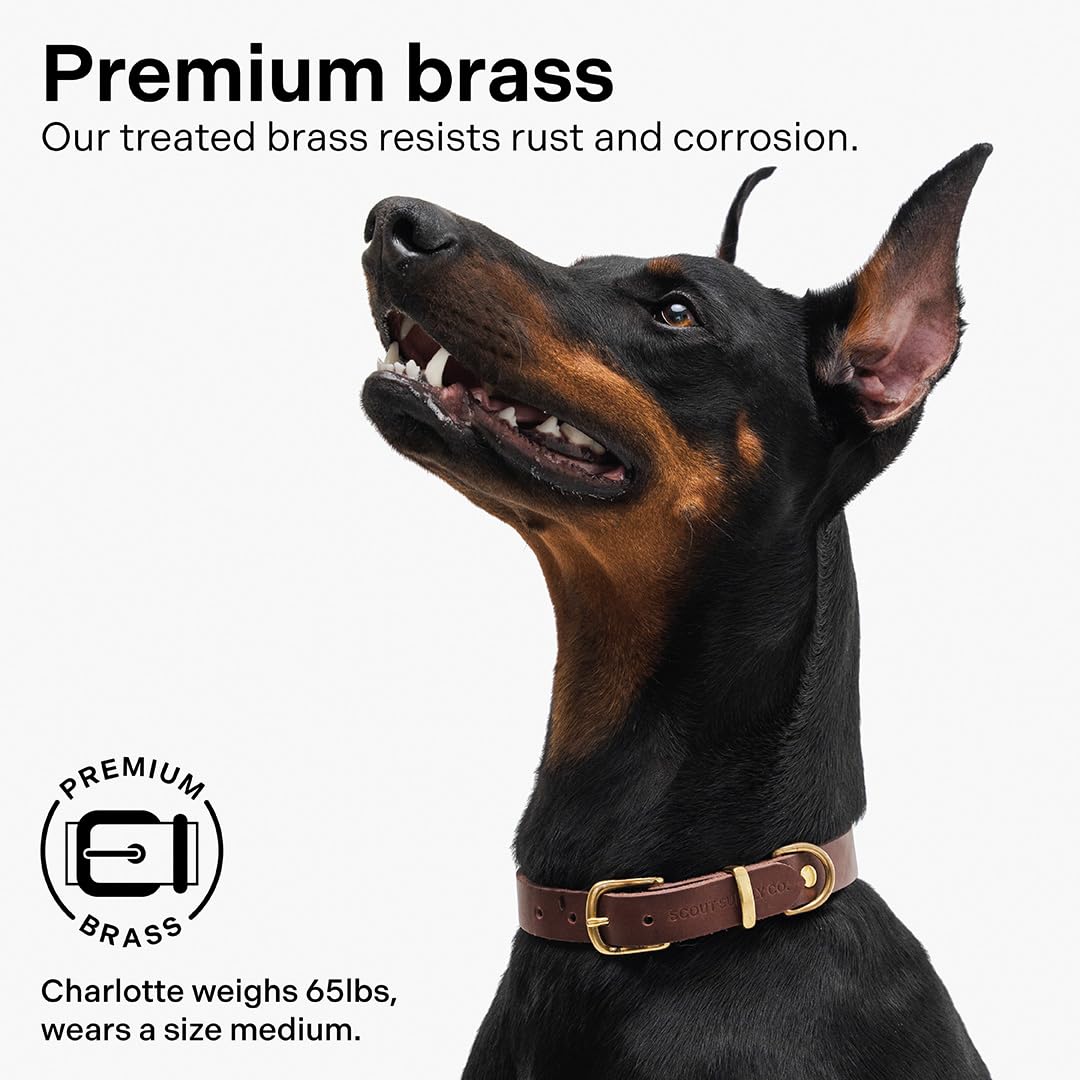 Scout Supply - Collar clásico de cuero para perro, cuero grueso de grano completo, herrajes de latón impermeable y resistente al óxido (marrón oscuro, pequeño)