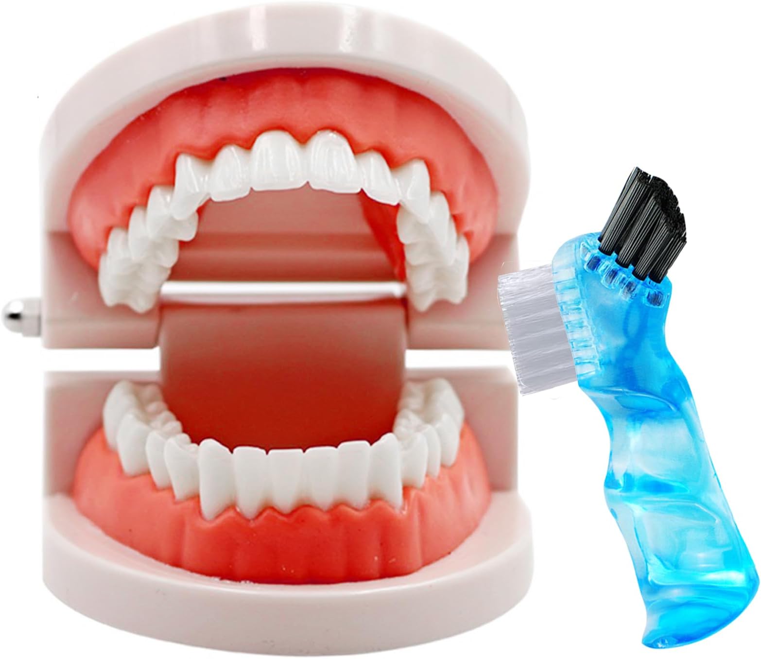 Dental Teeth Model with Denture Toothbrush, Standard Teeth Model Brushing Tooth, Denture Mouth Model Demonstration for Kids Dental Teaching Tools Study Supplies