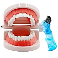 Vista 1 de Modelo de dientes dentales con cepillo de dientes dental, modelo de dientes estándar para cepillar, demostración de modelo de boca de dentadura