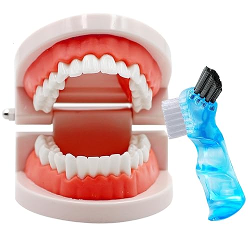Modelo de dientes dentales con cepillo de dientes dental, modelo de dientes estándar para cepillar, demostración de modelo de boca de dentadura para