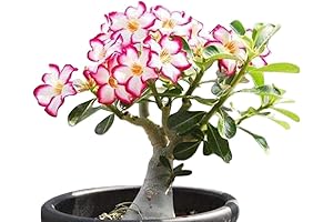 COLIBYOU Desert Rose Adenium Obesum 1-Year Potted Plant Baby Bonsai