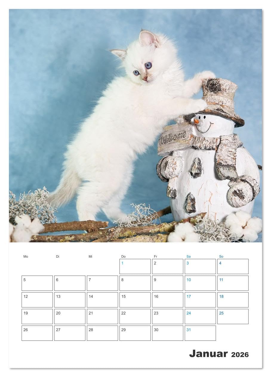 Heilige Birma Kitten Kalender mit Planer (Wandkalender 2026 DIN A2 hoch), CALVENDO Monatskalender: Niedliche Fotografien verspielter Katzenkinder. (CALVENDO Tiere)