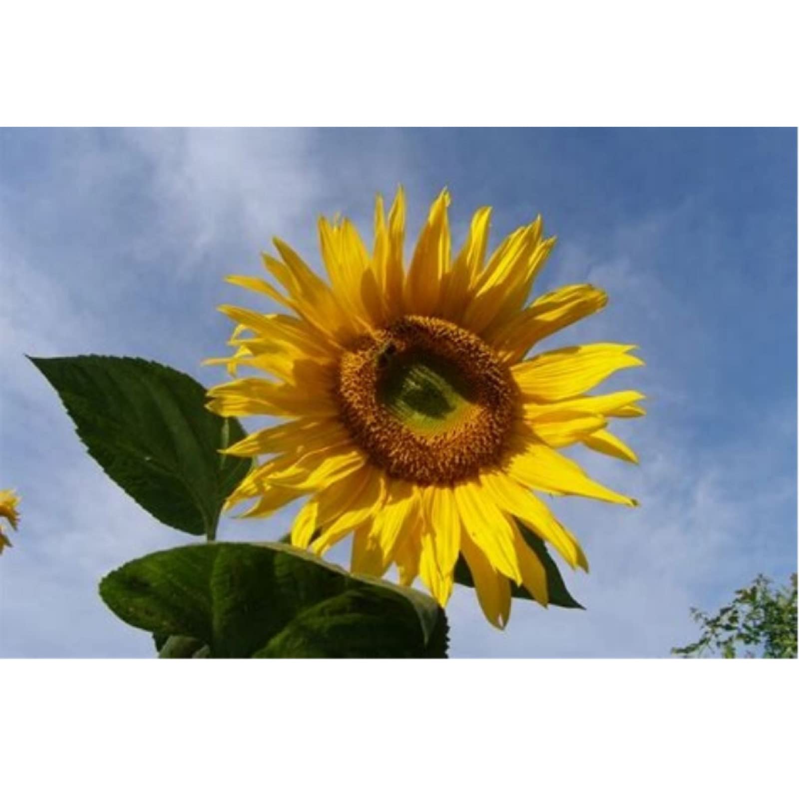 Nourriture Pour Oiseaux Sauvages Agrarzone - Sac De 20 Kg, Mélange De Graines (tournesol, Blé, Maïs...) - Pour Toute L'année Nourriture Sans OGM Qualité Supérieure