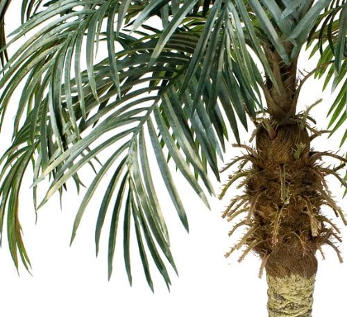 Miniatura 3 de Dos palmeras tropicales artificiales de coco fénix de 6 pies, sin maceta,