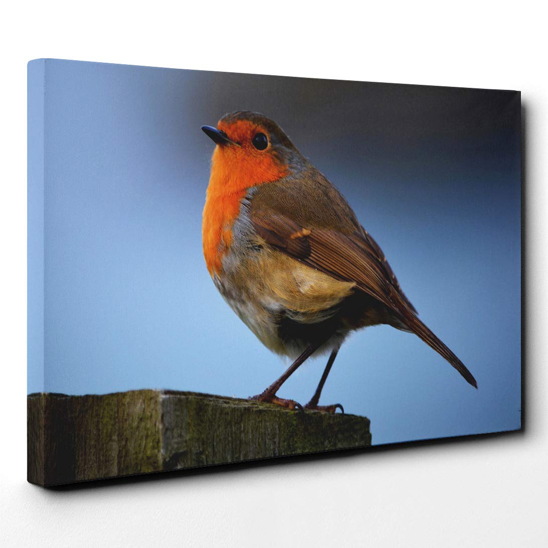Robin Bird Canvas Print | Gallery Wrapped 30mm Frame Wall Art | 20x14 inches | Ready to Hang | Modern Animals Picture | Living Room Bedroom Lounge Office