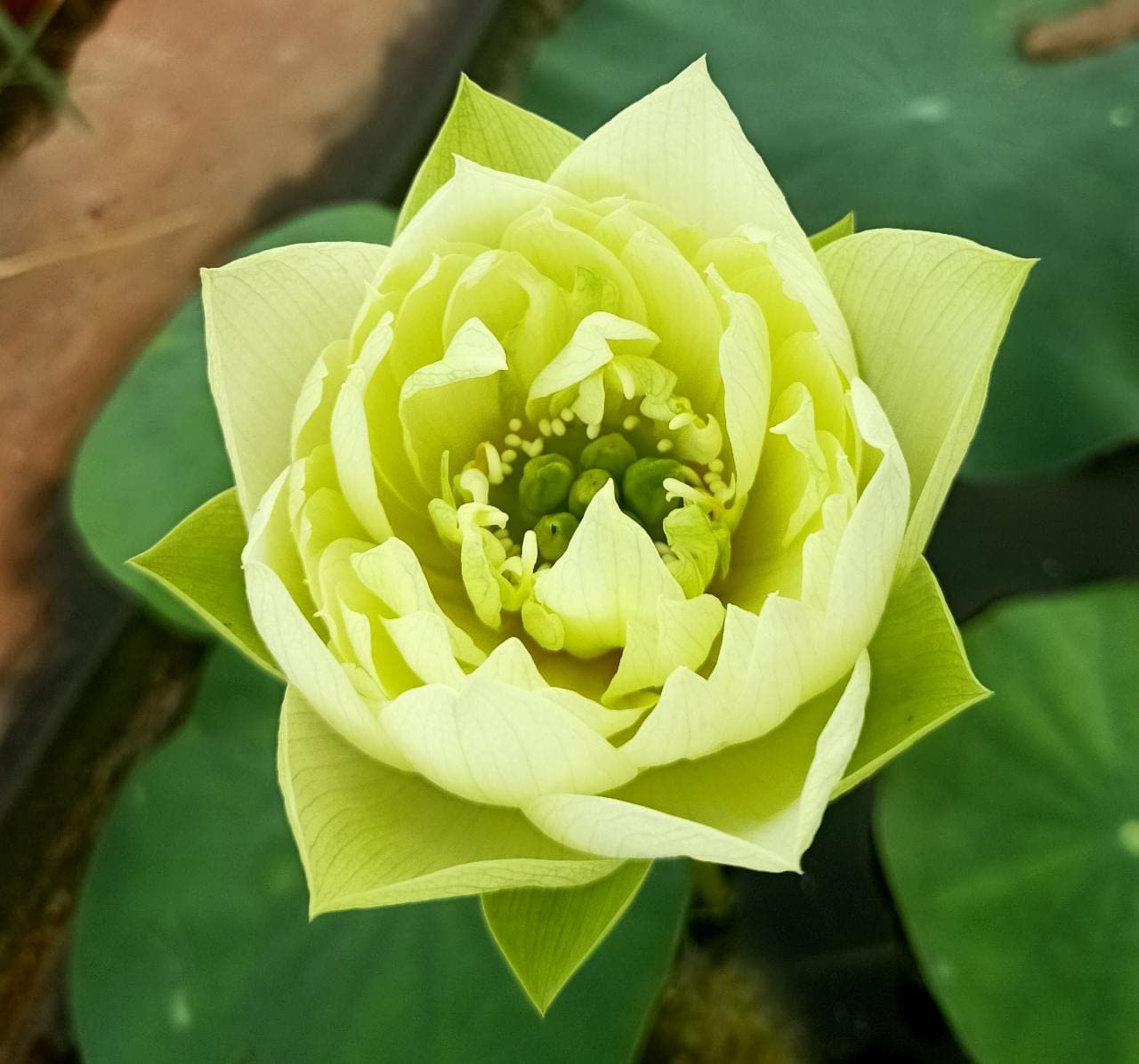 Yellow peony Live Lotus Rhizome Plant-image-48