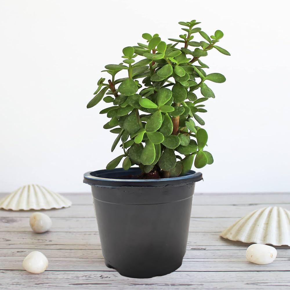 Live Lucky Jade Plant for Home Indoor Outdoor, Feng Shui Lucky Crassula ovata ka Podha for Garden, Natural Air Purifier Bonsai Good Luck : With Black Pot (B0CY1TTWBC) Amazon Price History, Amazon Price Tracker