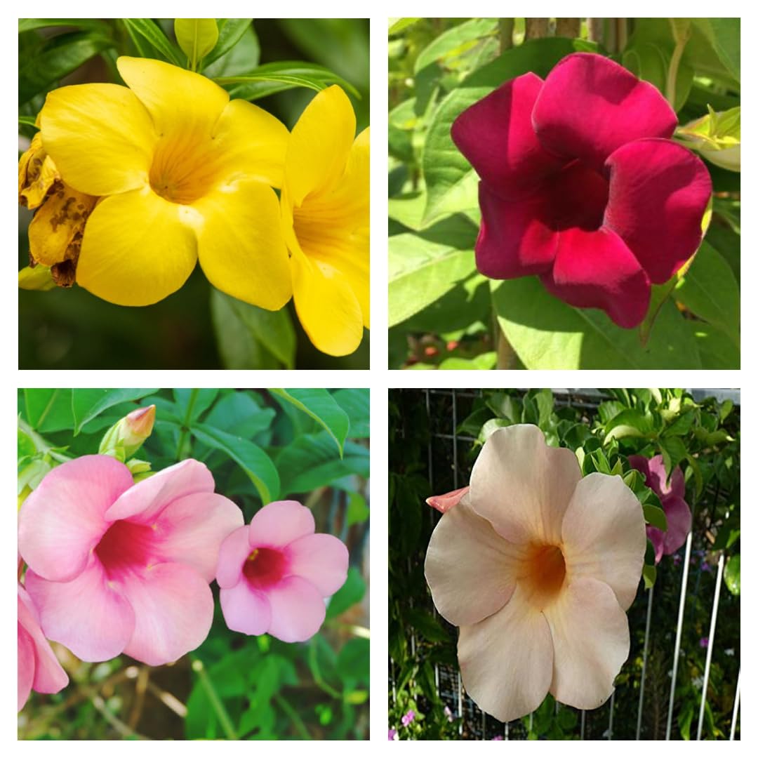 Combo Pack Of-4 Biscut Color Allamanda, Red Color Allamanda, Pink Color Allamanda, Yellow Color Allamanda Flower Live Plant (Original Variety In Origin India) Healthy Plant With- Pepper Bag (B0D2VSDYBB) Amazon Price History, Amazon Price Tracker
