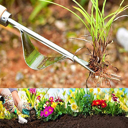 Foto von Edelstahl Unkrautstecher,Unkrautjäter Edelstahl,Garten Hand ​Weeder,Unkraut Jäten Werkzeug für Garten,Garten Manueller Weeder,jäter,Gartenarbeit Gabel mit Naturholzgriff für Graben Jäten Lösen 12,2 in