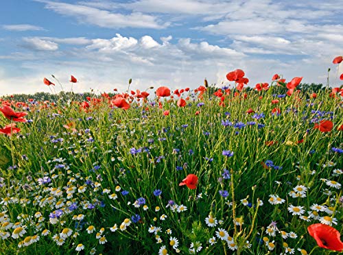 wandmotiv24 Fototapete Blumenwiese Größe: 350 x 260 cm...