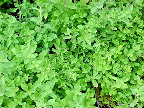 Buy4seeds 30 Seeds Marjoram - Origanum Majorana - Grow a Herb Garden Easy to Grow Garden