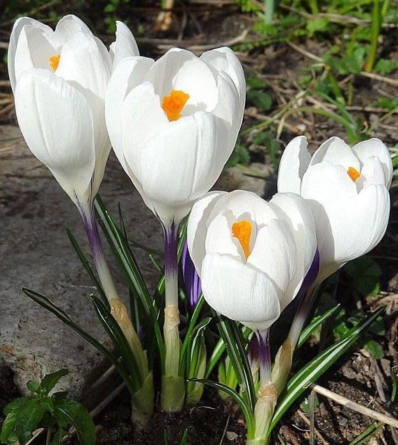 Premium Saffron/Kesher Bulbs(Crocus Sativus) for Planting||Healthy Dormant Flower Bulbs||Home Garden & Farm Cultivation(Pack of -10 Healthy Bulb)||Organic Saffron Bulbs||A-27-picture-17