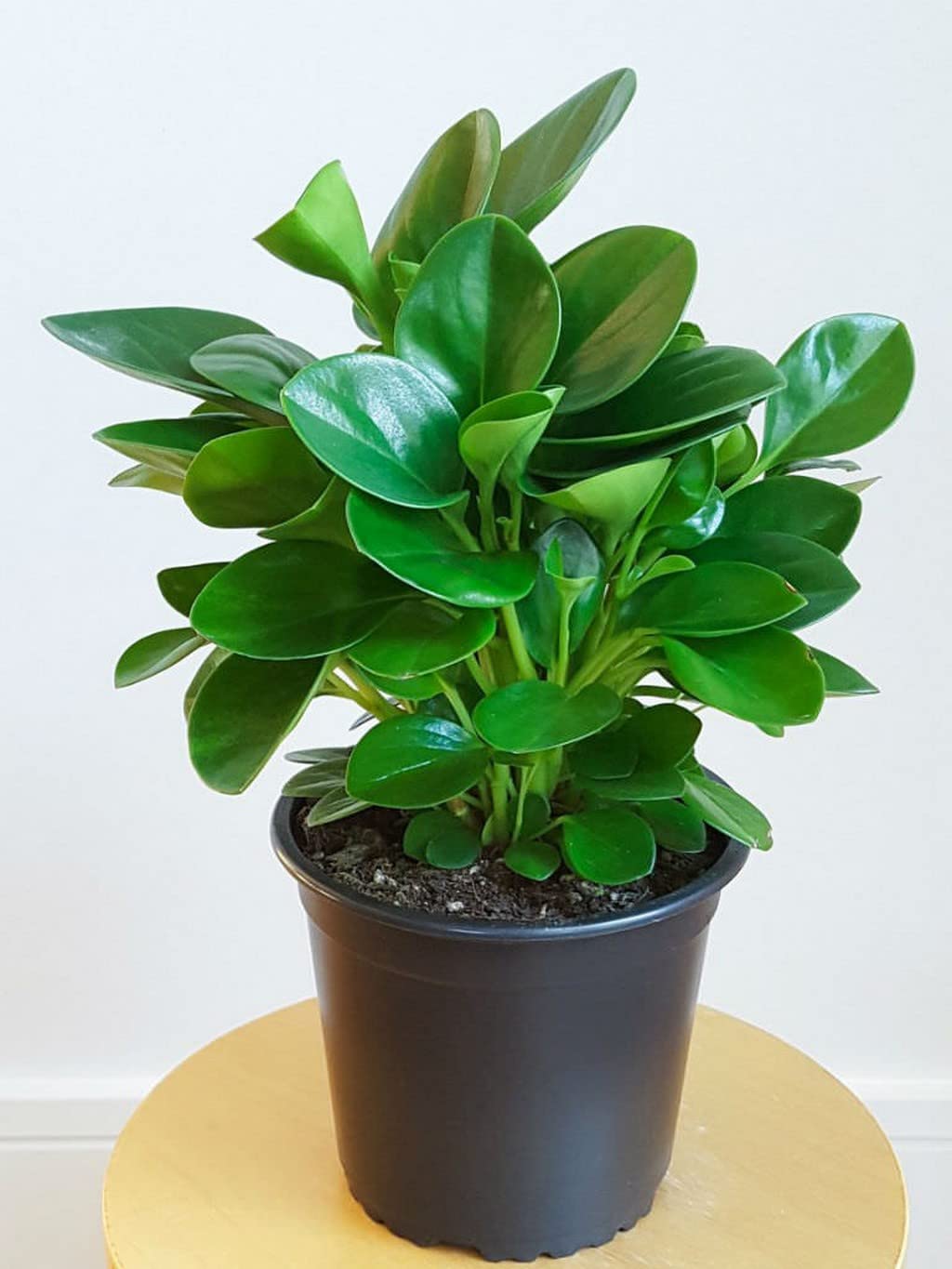 OhhSome Peperomia Obtusifolia, Green By Grow Greens Small Plants For Office Desk Indoor - |Patio|Home|Ndoor|Bedroom|Table|Living Room|Office Decoration Gift (Healthy Live Plant) (B09QT52YDK) Amazon Price History, Amazon Price Tracker