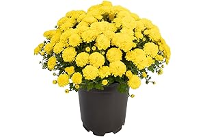 1G Yellow Mum Plant, Live Fall Decor