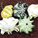 Crown of Thorns Gourd - 25 Seeds