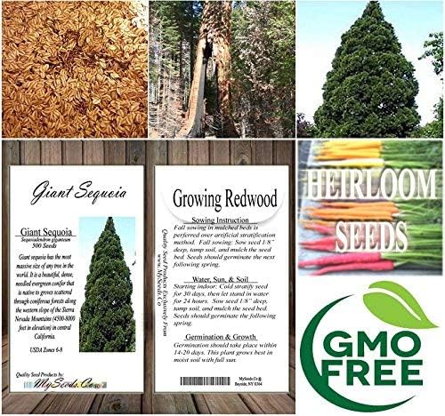 Big Pack - (500) Giant Sequoia, Sequoiadendron giganteum Tree Seeds - aka Bigtree, Sierra Redwood, Wellingtonia, Sierran Redwood - Non-GMO Seeds by MySeeds.Co (Big Pack - Giant Sequoia)