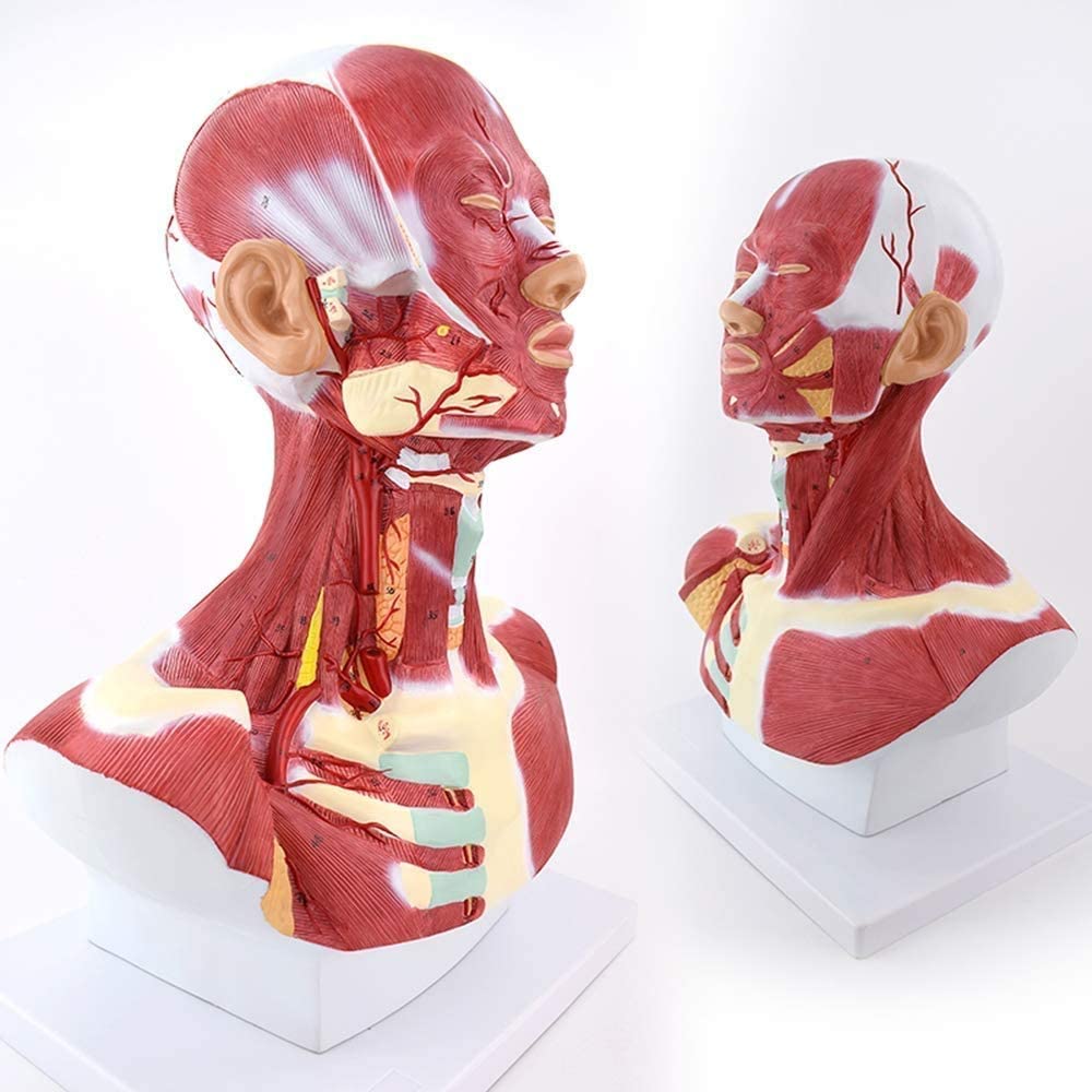 Modello anatomico: modello di muscoli umani della testa e del collo per educazione medica e dimostrazione, strumento di insegnamento anatomico dettagliato per studenti e professionisti