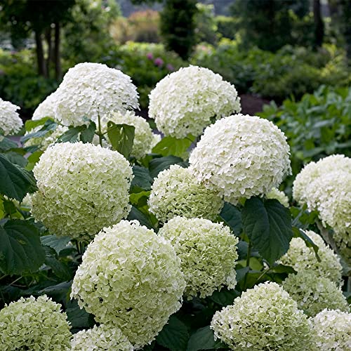 5 Gallon Proven Winners Hydrangea Incrediball - Thumbnail 3