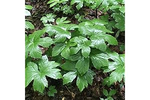 Genuine Native Goldenseal Roots for Planting