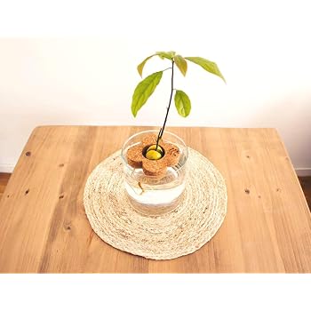 InGrowth Kit jardinería Interior para germinar y Plantar tu árbol ...