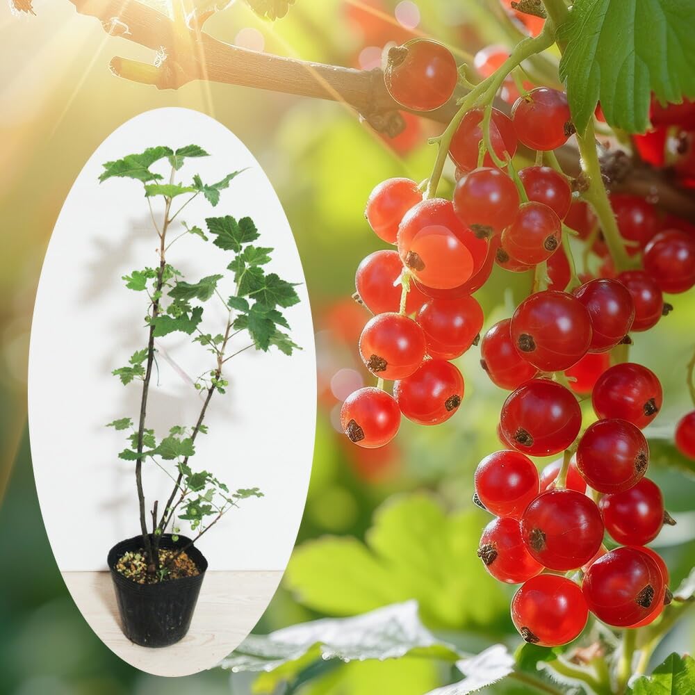 スグリ　苗 Amazon.co.jp: 【 レッドカラント (フサスグリ)】 苗 苗木 13.5