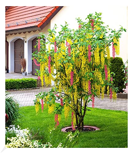 BALDUR Garten Chimären-Goldregen, 1 Pflanze, Laburnocytisus adamii Edel...