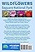 Wildflowers: Saguaro National Park (Wildflowers Pocket Guides)